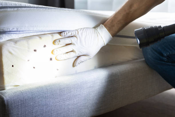 Professional Pest Control in Circle D Kc Estates, TX